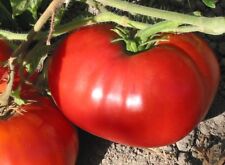 Pomodoro gigante rosso usato  Spedire a Italy
