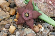 huernia for sale huernia for sale Shipping to Canada