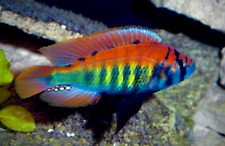 Stunning haplochromis nyererei for sale  LONDON