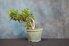 Burtt davyi ficus for sale  North Fort Myers