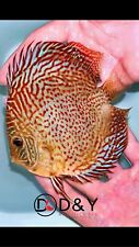 Live discus fish for sale  Plano