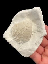 Chalk Fossil Bivalve Spondylus Spinosus - Dover Kent  for sale  Shipping to South Africa