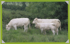 British blonde cattle for sale  COLNE