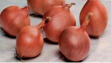 Vegetable shallot ambition for sale  WREXHAM