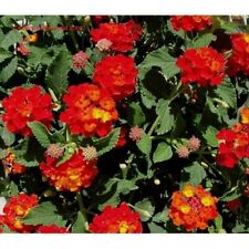 Lantana dallas red for sale  Spring Mills