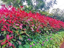 100 photinia red for sale  Shipping to Ireland