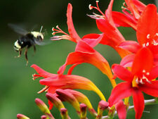 Crocosmia lucifer large for sale  MELTON MOWBRAY