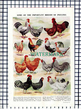 Poultry breeds chicken for sale  SHILDON