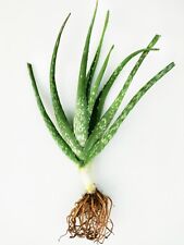 Aloe vera bare for sale  Hemet