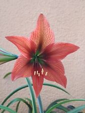 Hippeastrum 'Hope' - 1 bulb about 2 cm. Offset for sale  Shipping to South Africa