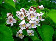 Southern catalpa catalpa d'occasion  Expédié en Belgium