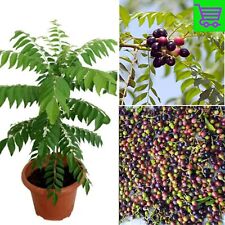Indian Curry leaves leaf plant kadi patta murraya pure organic grown 10 Seeds for sale  Shipping to South Africa