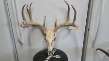Winter kill whitetail for sale  Florence