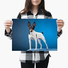 A3 | giocattolo FOX TERRIER DOG PUPPY Animale-Taglia A3 foto stampa poster art regalo #2222 usato  Spedire a Italy