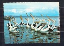 Postal D0464 Australia Nueva Gales del Sur Ballina Greetings Pelicans segunda mano  Embacar hacia Argentina