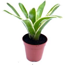 Neoregelia fire ball for sale  LEIGH