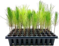 Loblolly pine tree for sale  USA