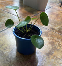 indoor bonsai tree for sale  Ireland