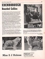 Bearded collie dog d'occasion  Expédié en Belgium