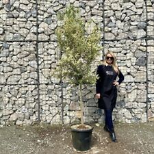 Tuscan olive tree for sale  DARTFORD