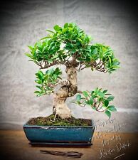 Ficus retusa chinesischer gebraucht kaufen  Golßen