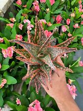 Aloe krakatoa for sale  San Diego