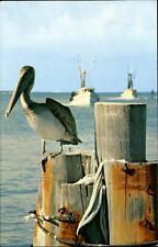 Pelicans pier posts for sale  Clearwater