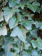 Pieces english ivy for sale  Locust Grove