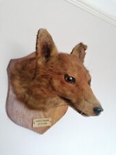 Taxidermy fox head for sale  WORTHING