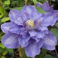 Clematis vyvyan pennell for sale  GAINSBOROUGH