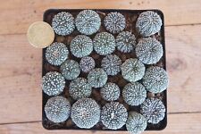 Pot plants astrophytum for sale  Shipping to Ireland