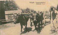 Reliable transportation oxen for sale  Madison