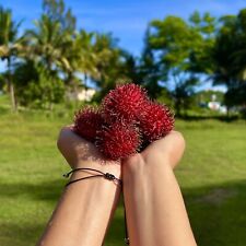 Mudas de árvores frutíferas exóticas Rambutan 12”-24” comprar usado  Enviando para Brazil