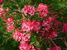 Grevillea juniperina grevillea usato  Napoli