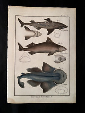 Bonnaterre sharks pl.5 d'occasion  Paris-