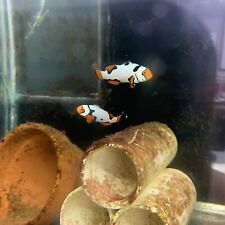 Clownfish pair bali for sale  Lehigh Acres