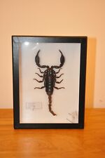 Taxidermie scorpion heterometr d'occasion  Croissy-sur-Seine