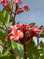 10 plumeria plants for sale  Kailua Kona