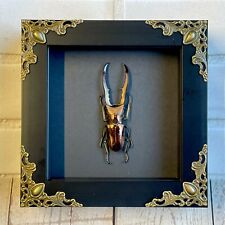 Golden stag beetle for sale  Shipping to Ireland