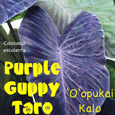 ~PURPLE GUPPY~ TARO Colocasia esculenta NATIVE HAWAIIAN ELEPHANT EAR Potd Plant for sale  Shipping to South Africa