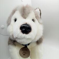 Storm husky puppy for sale  EDINBURGH
