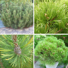 Pinus mugo pumilio d'occasion  Pouzauges