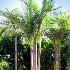 King palm archontophoenix for sale  Las Vegas