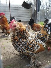 Mille uccle bantam for sale  Porter