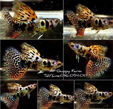 Tiger king guppies for sale  Shipping to Ireland