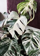 Variegated monstera live for sale  Danielson