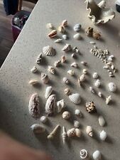 Natural sea shells for sale  GAINSBOROUGH