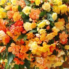 Begonia illumination apricot for sale  ORMSKIRK