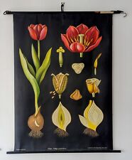 Vintage tulip school for sale  PRESTON
