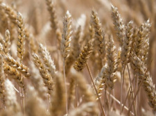 Einkorn wheat seeds for sale  Republic